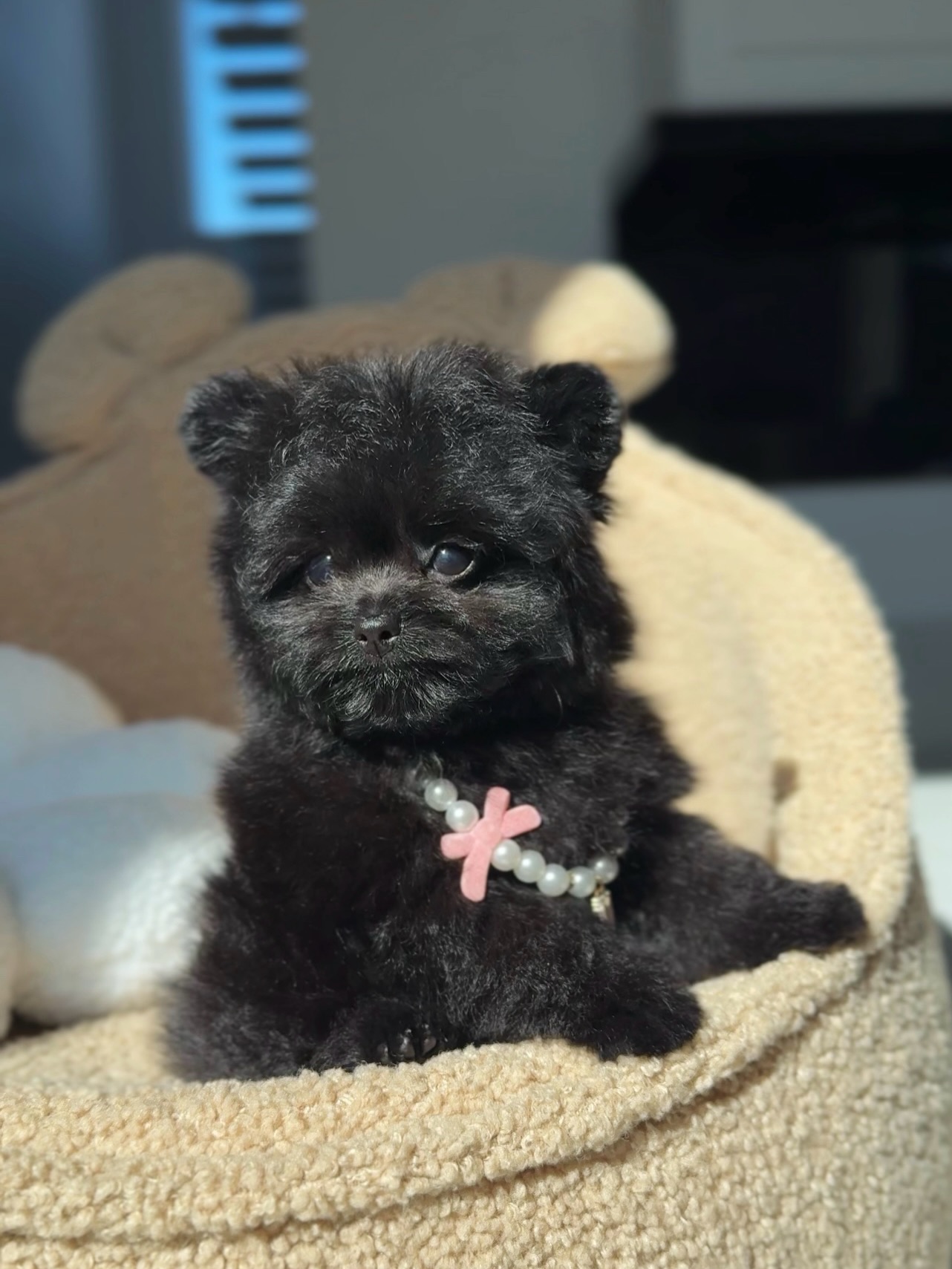 Cooper resting on a cream dog bed with a pearl-style collar and pink charm