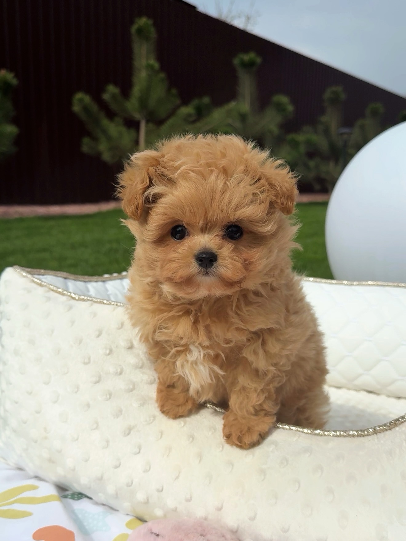 Grace sitting upright on a white cushion outdoors and facing the camera