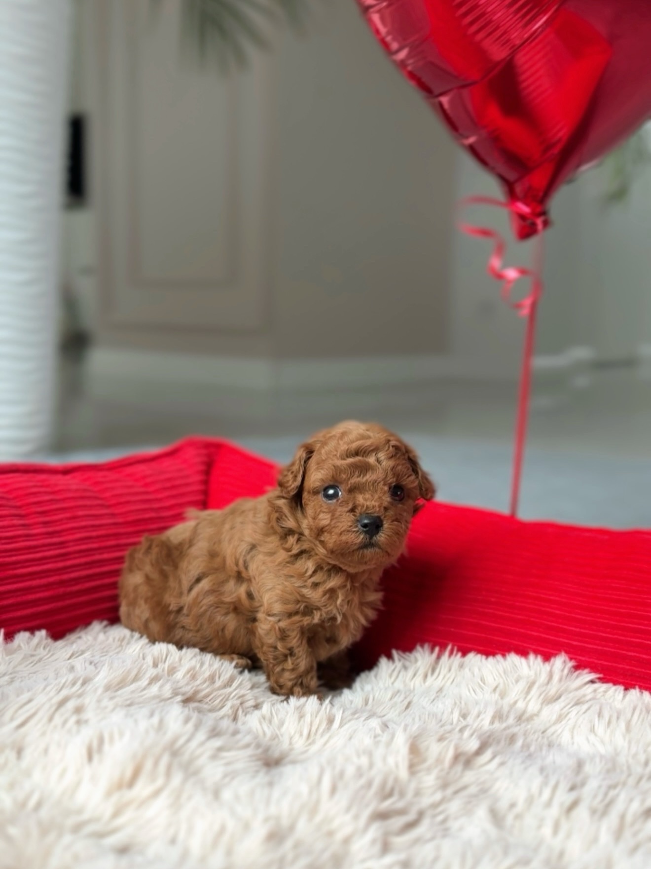 Jack sitting on a white fluffy cushion in a red dog bed beneath a red balloon