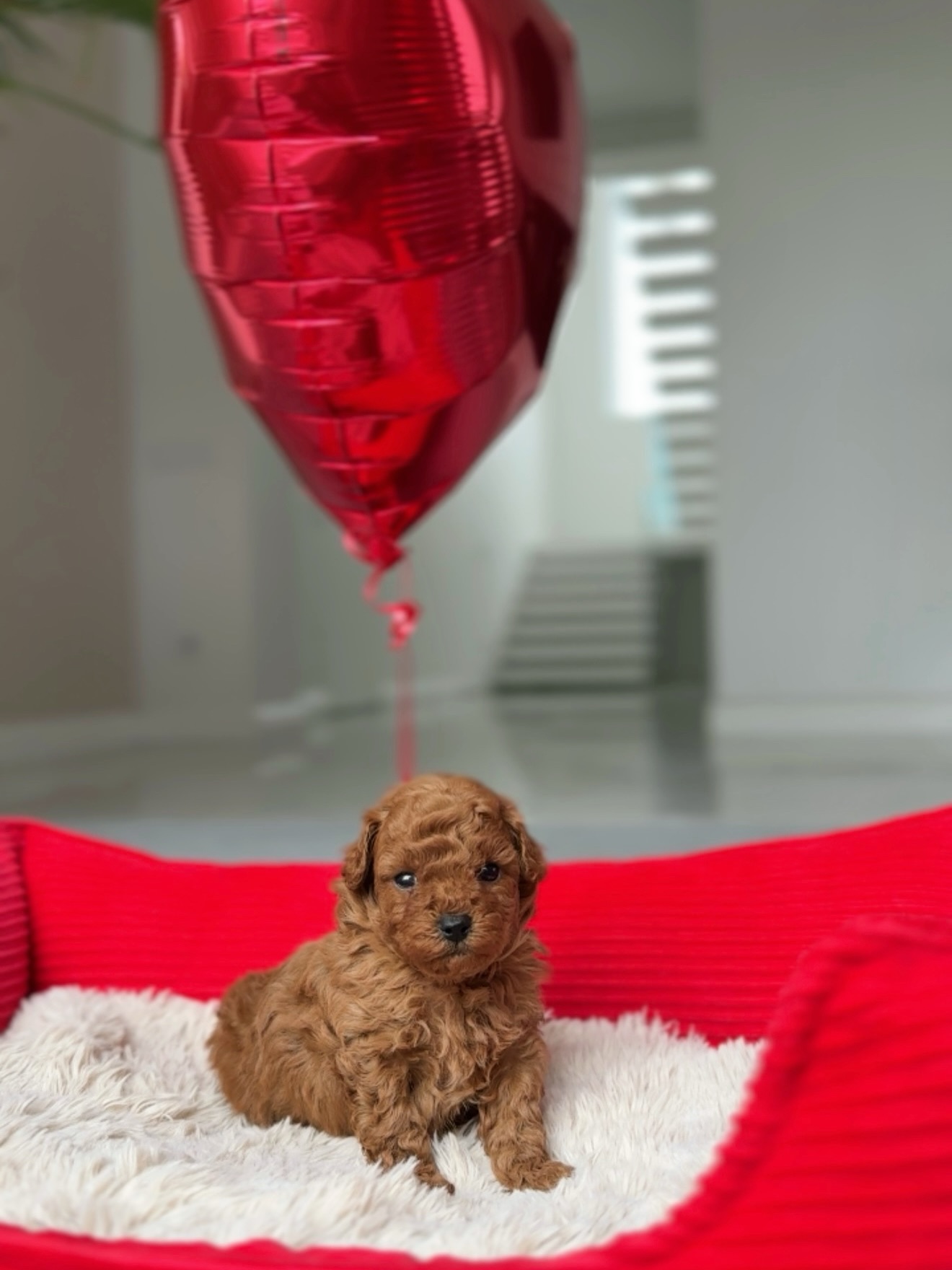 Jack seated on a soft white cushion in a red dog bed with a red balloon above