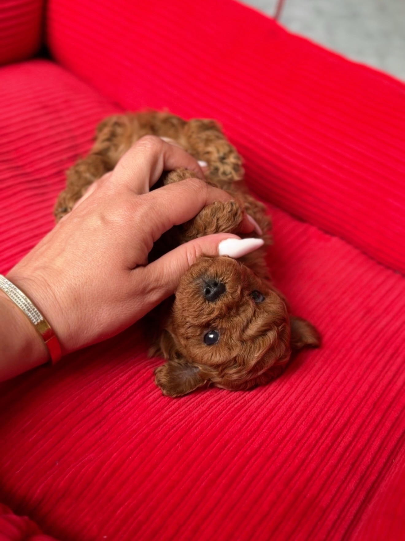 Jack lying on his back on the red dog bed while being gently petted