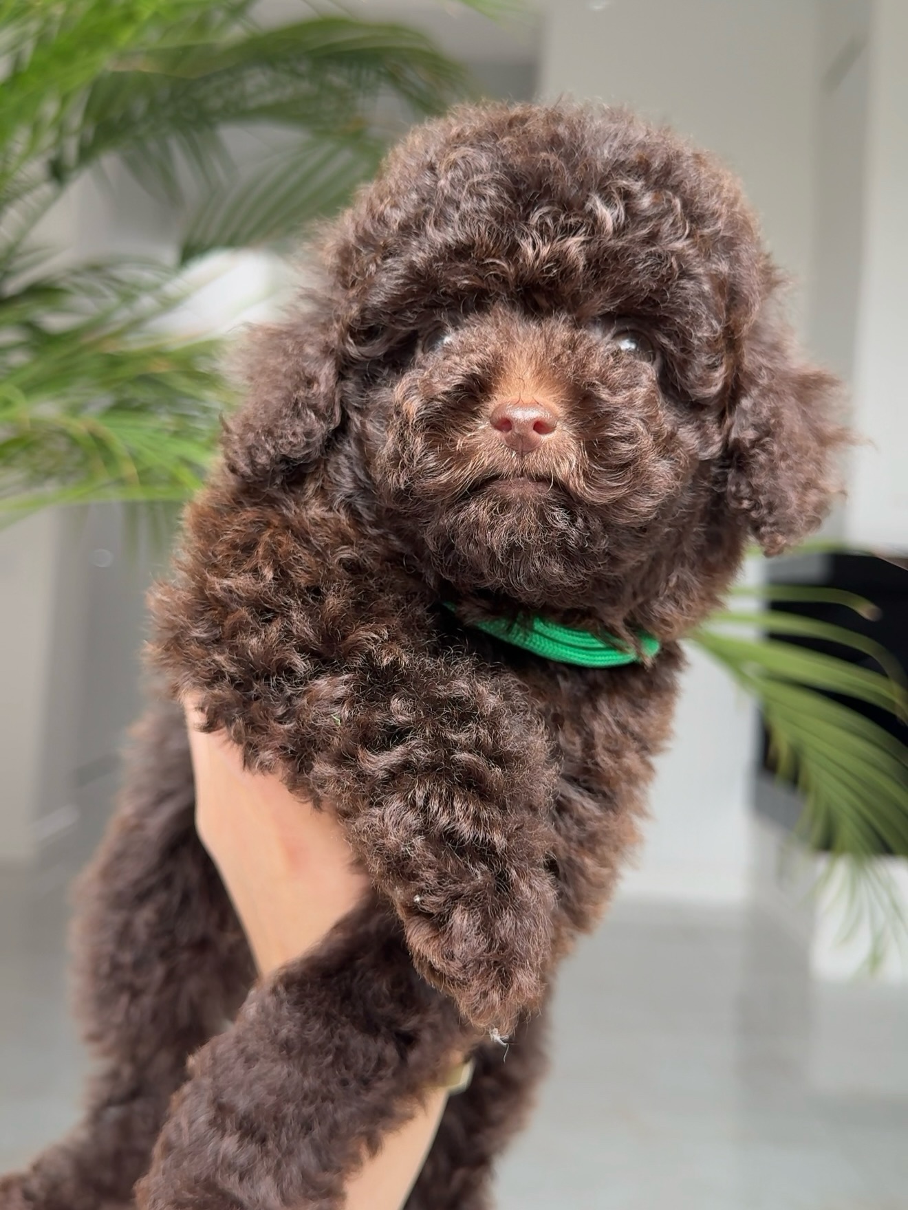 Chocolate-brown Jessie with a green collar gently supported in a hand near green leaves