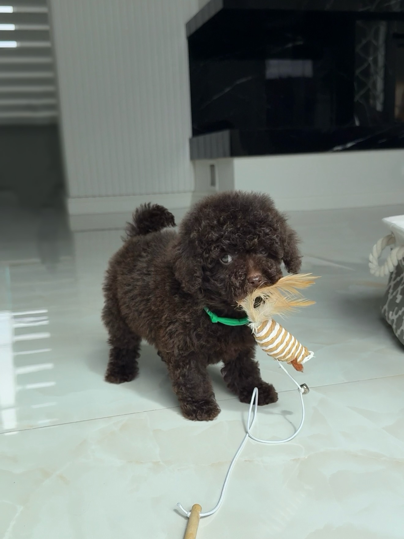 Jessie standing indoors with a feathered toy in her mouth