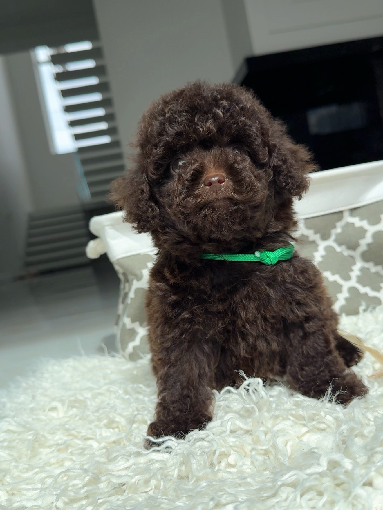 Jessie sitting on a soft white blanket in front of a patterned dog bed