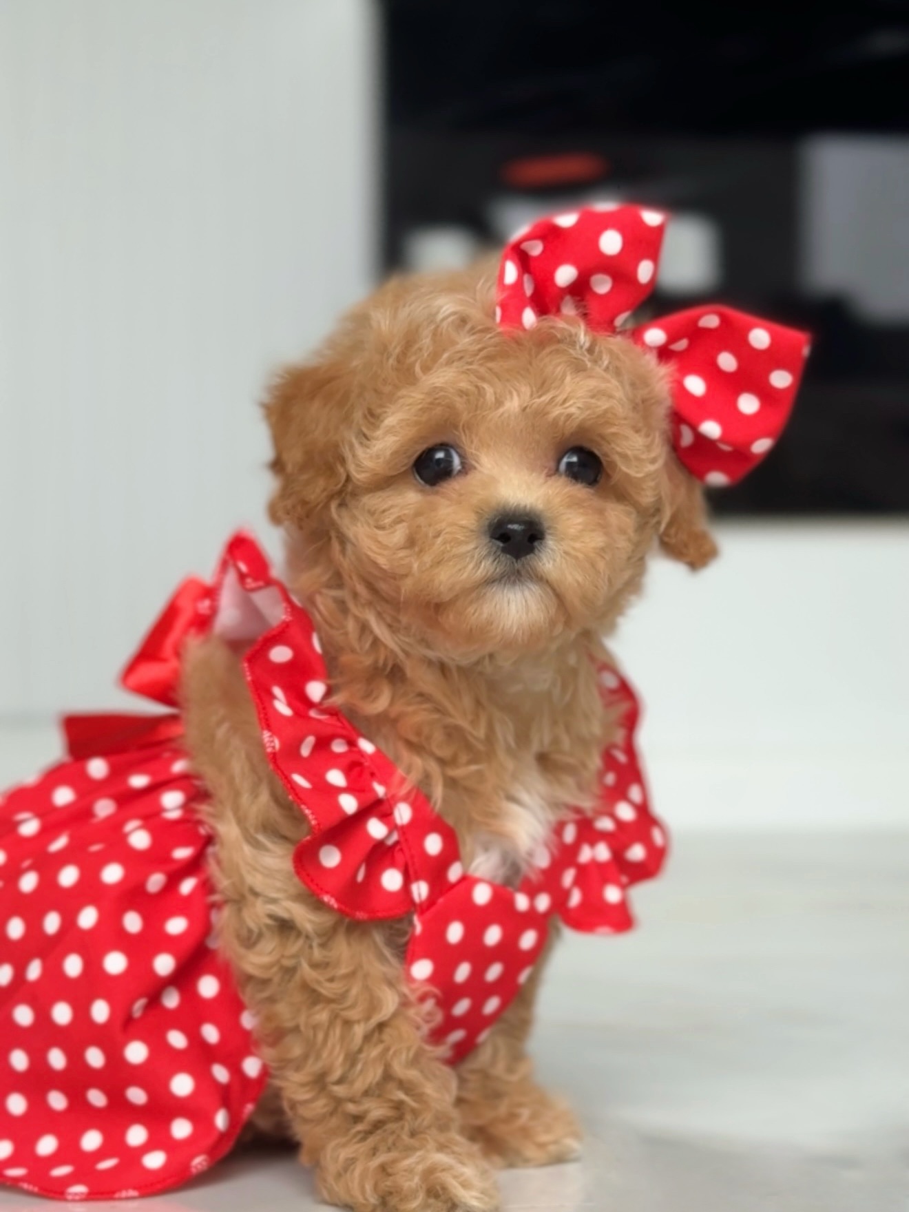 Lisa in a red polka-dot dress and bow, sitting for a portrait
