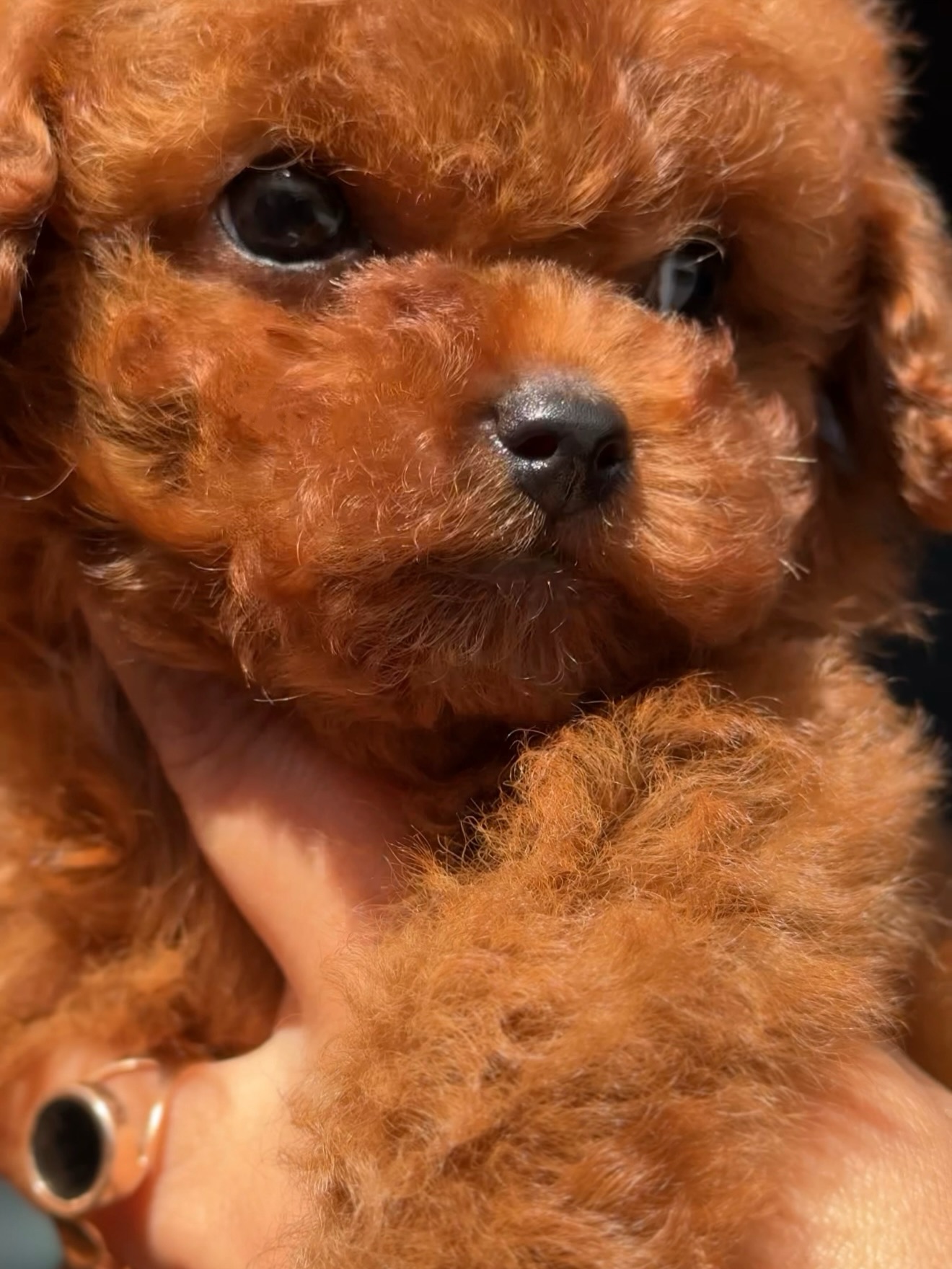Close-up of apricot Mike with his chin resting near a person's hand