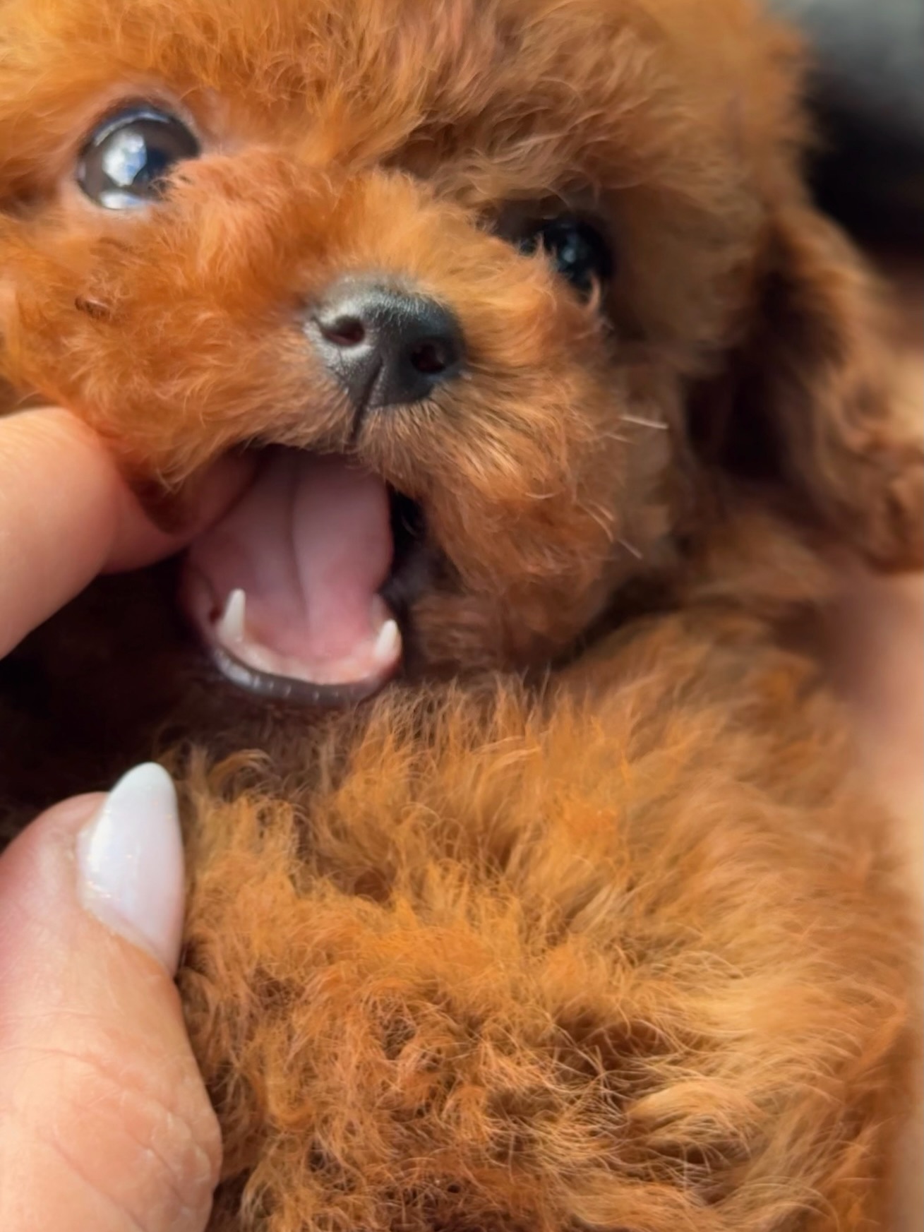 Close portrait of Mike with his mouth open while being gently held