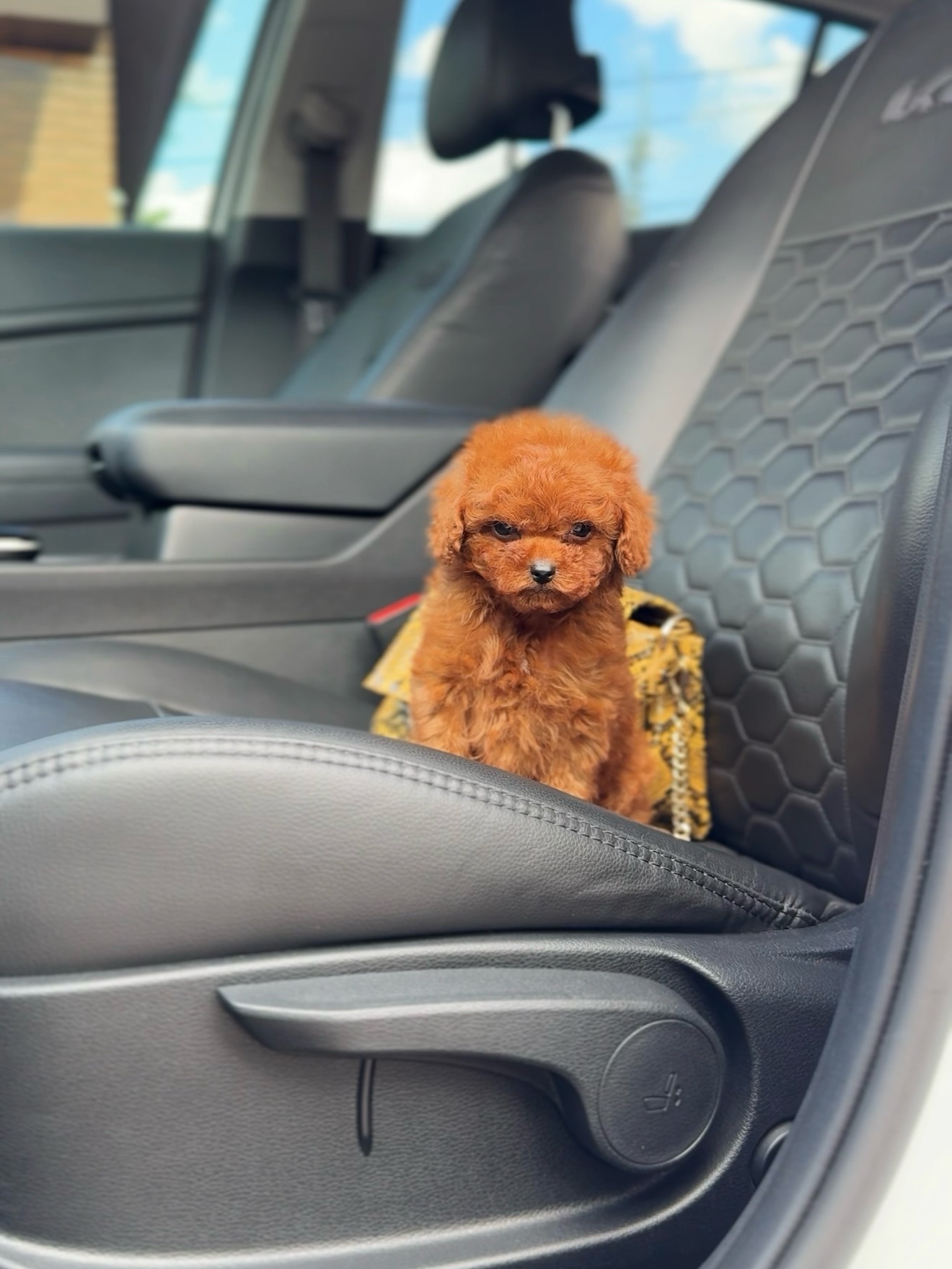 Mike sitting upright on a gray car seat with a yellow patterned bag behind him