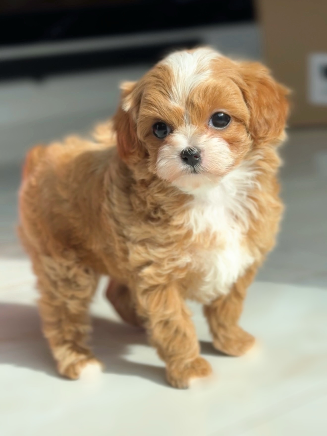 Toby standing indoors with his apricot-and-white coat visible