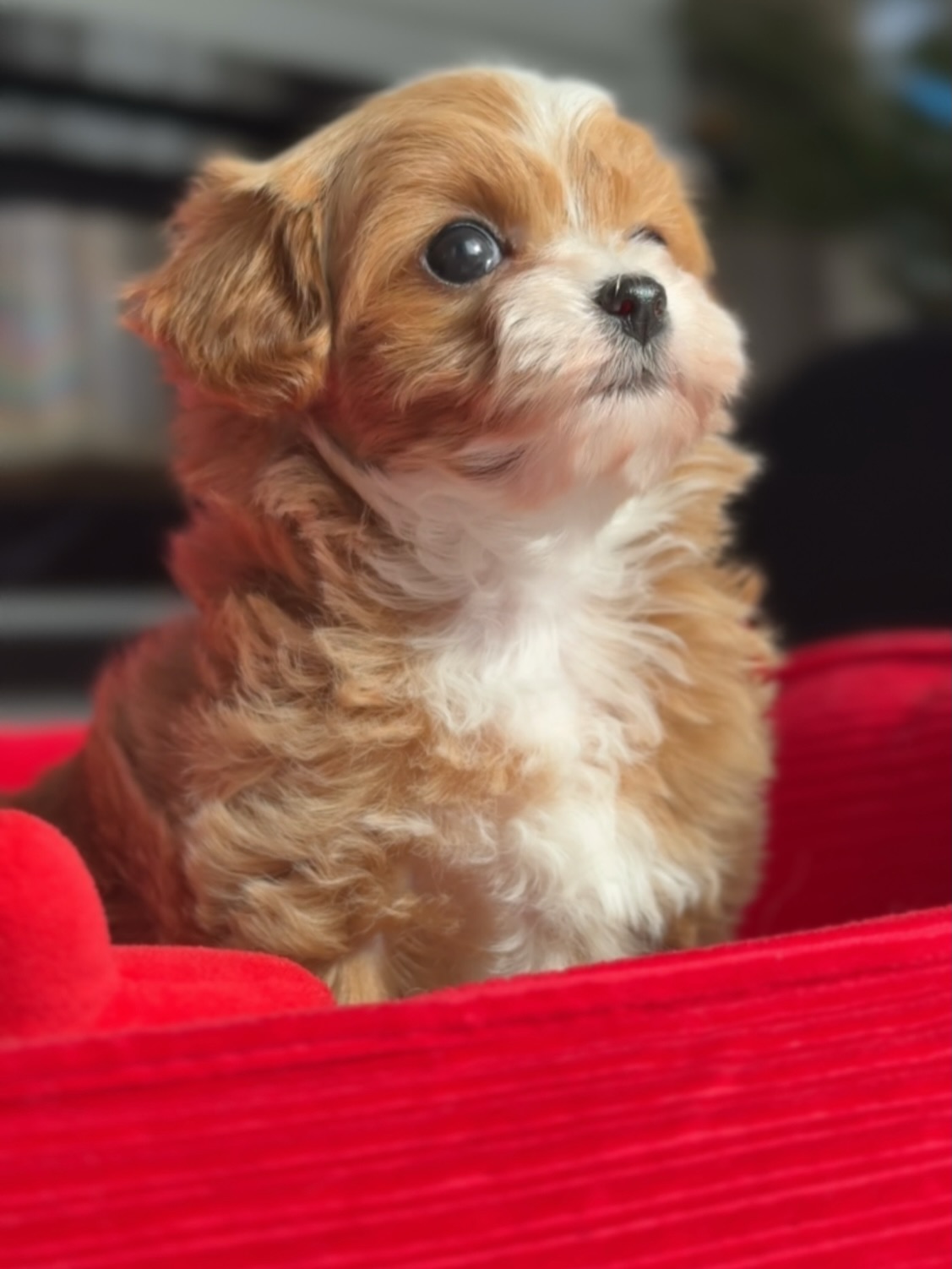 Toby looking to the side while sitting in his red dog bed