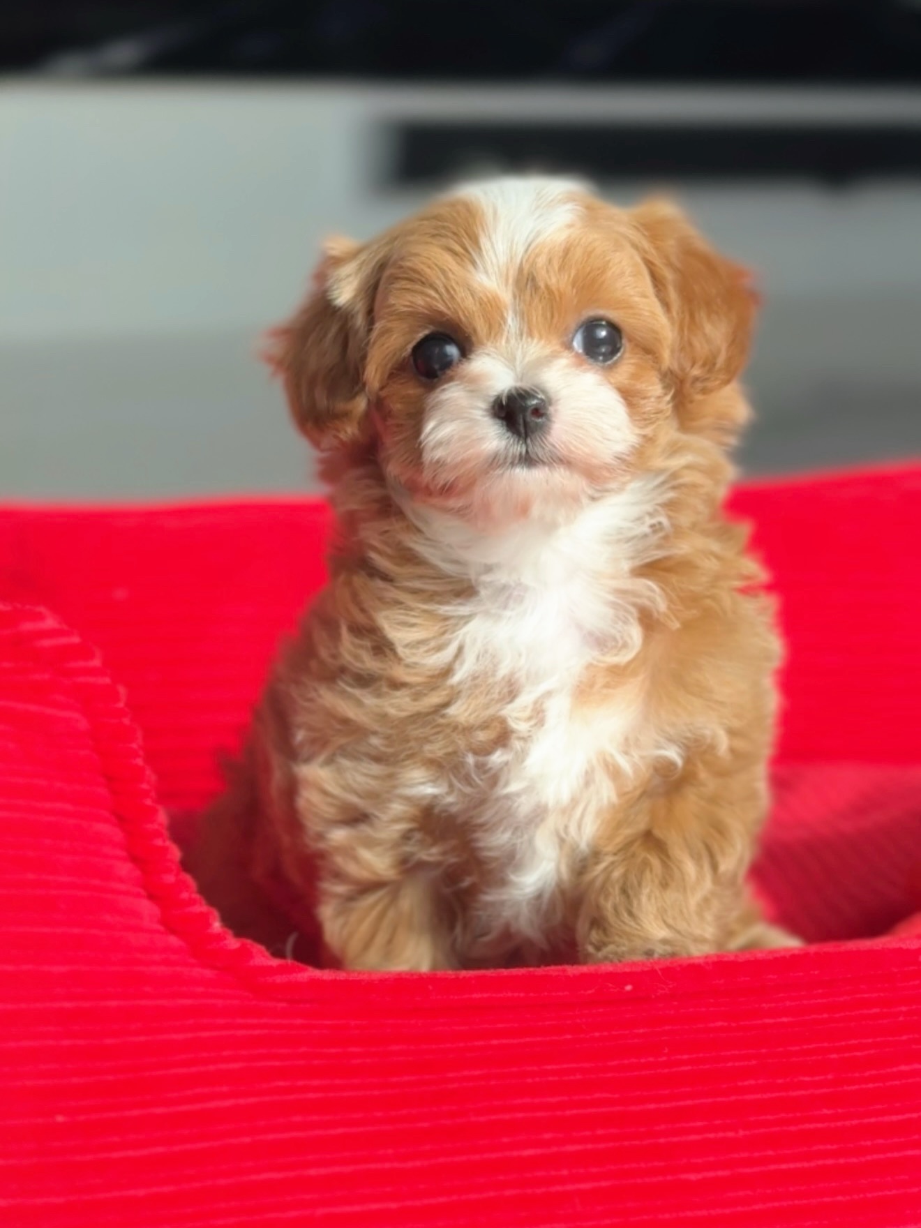 Toby sitting upright in his red dog bed and facing forward